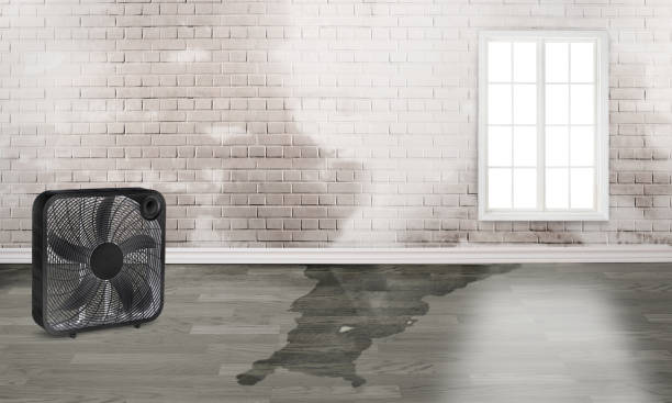 Best Water damage contractors near me  in Bethel Manor, VA